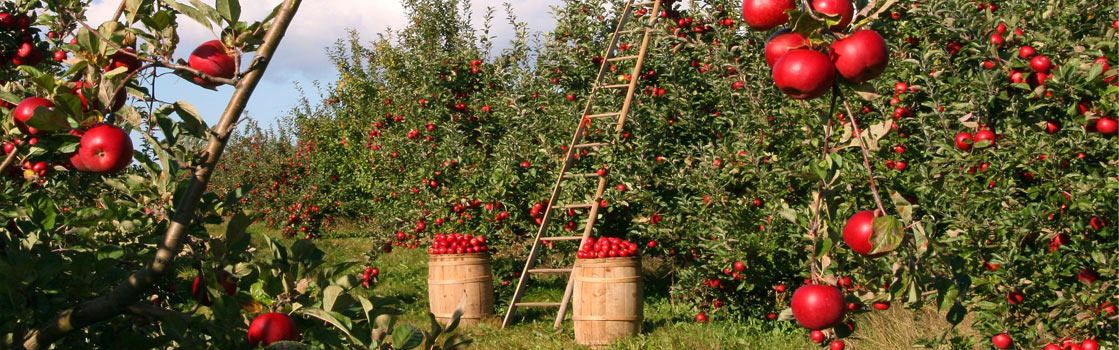 Fruit Orchards