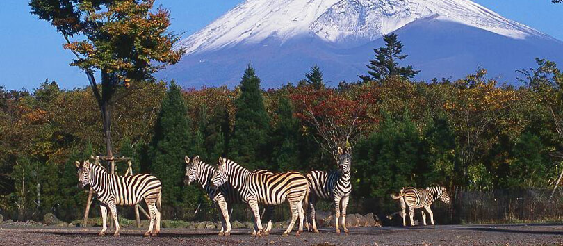 Fuji Safari Park