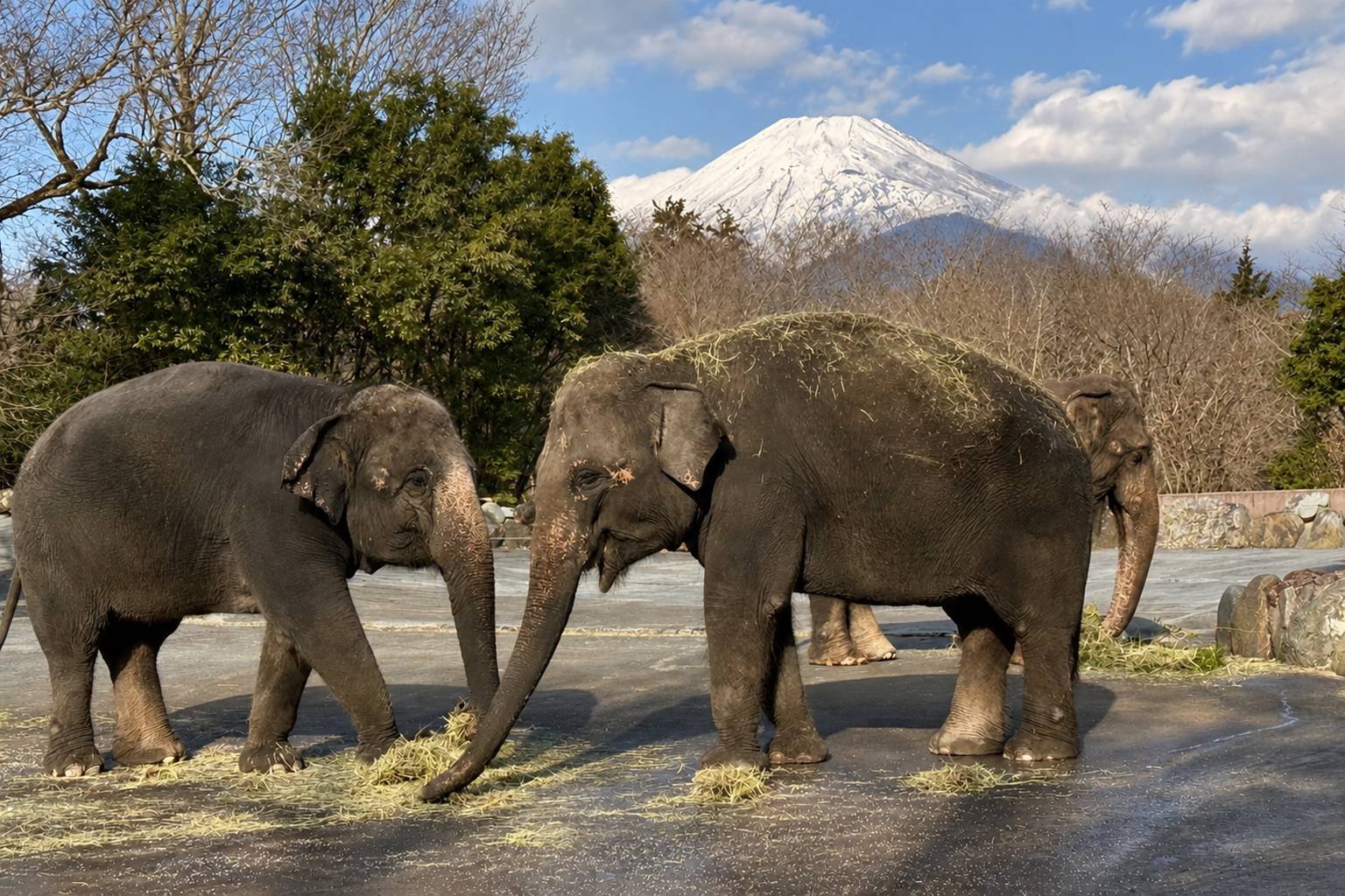 Fuji Safari Park