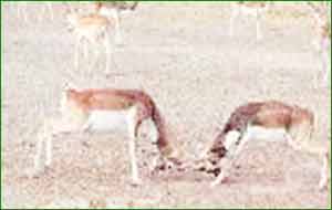 Gajner Wildlife Sanctuary,Bikaner Wildlife Tour