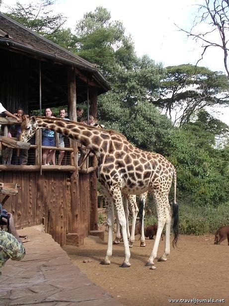 Garissa Community Giraffe Sanctuary