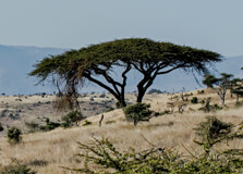 Garissa Community Giraffe Sanctuary in Garissa