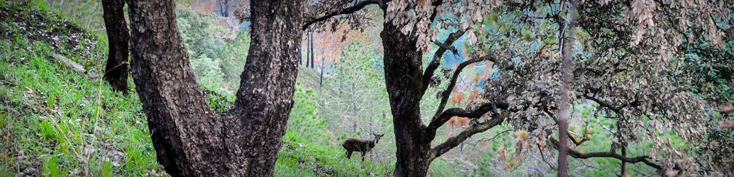 Gilbert Nature Trail