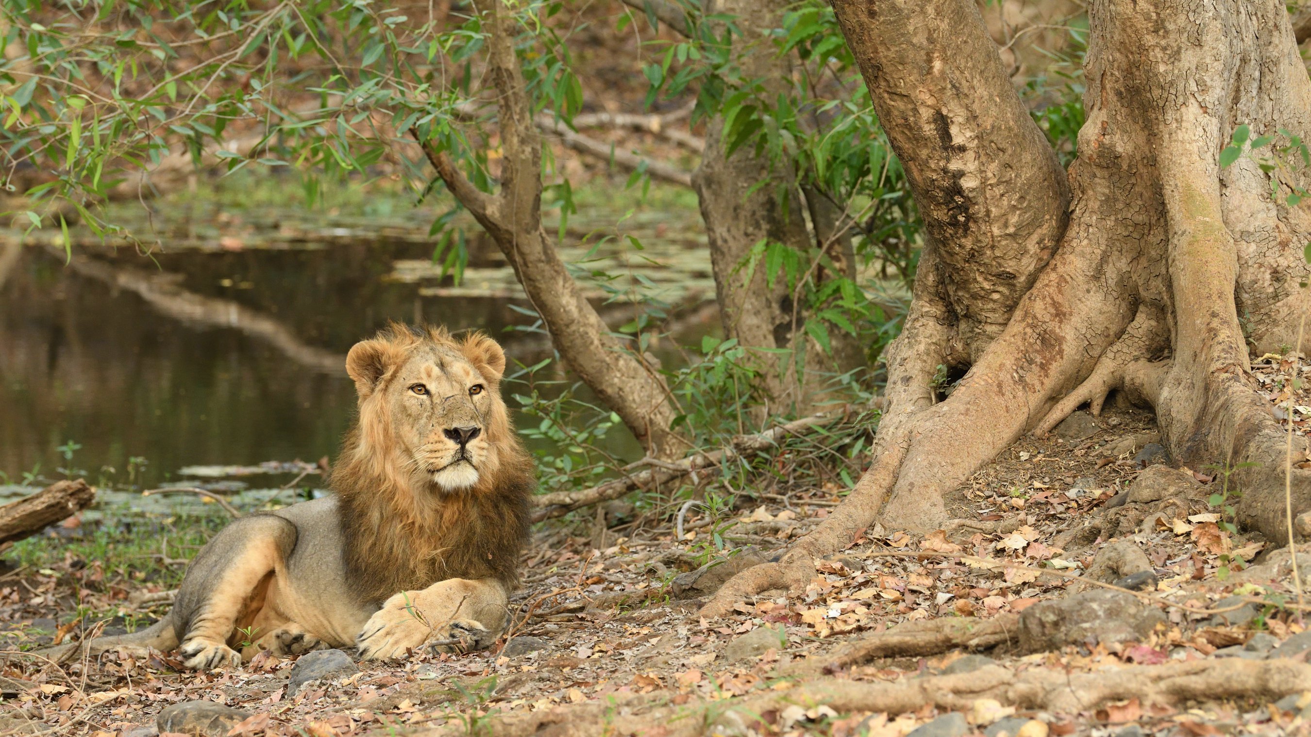 Gir Arboretum in Sasan
