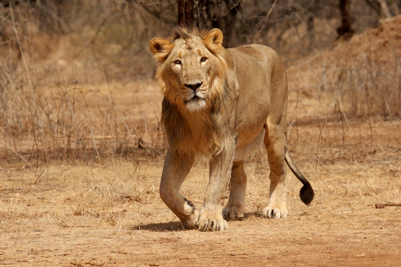 Gir Forest National Park in Junagadh