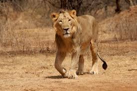 Gir National Park in Gir Somnath