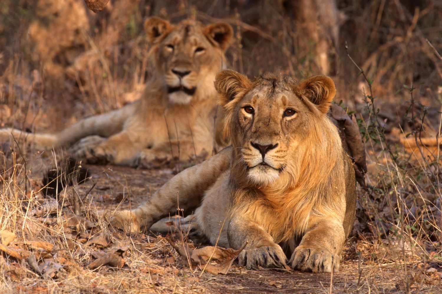Gir National Park in Sasan