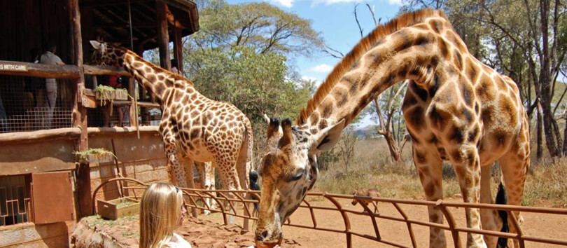 Giraffe Centre