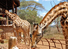 Giraffe Centre in Nairobi