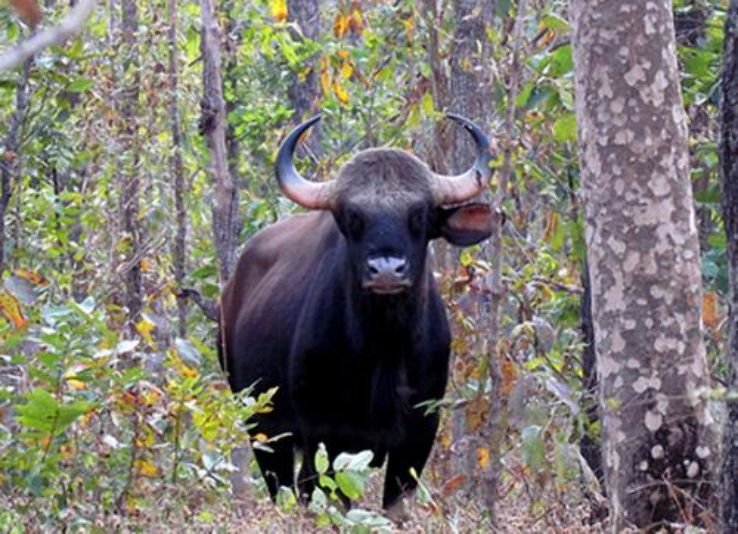 Gomarda Wildlife Sanctuary in Raigarh
