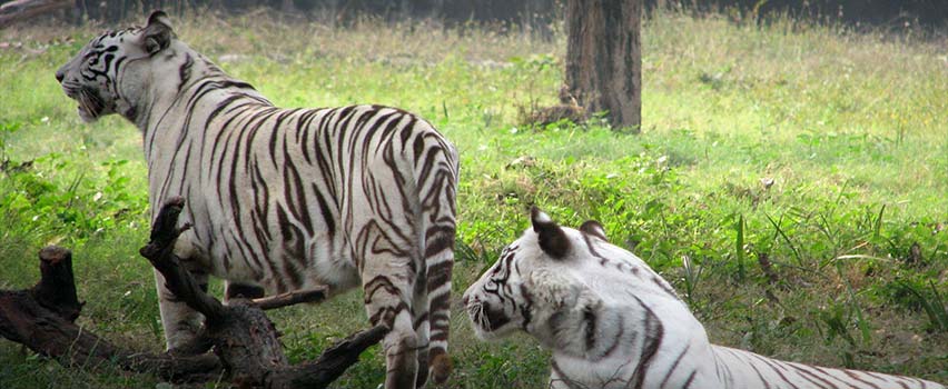 Gopalpur Zoo Kangra, India | Best Time To Visit Gopalpur Zoo
