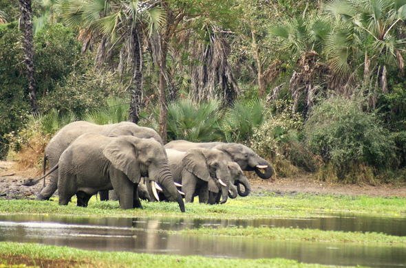 Gorongosa National Park in Gorongosa