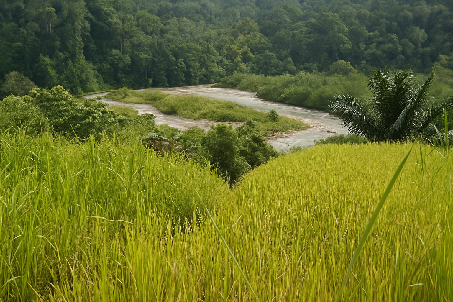 Gunung Leuser National Park