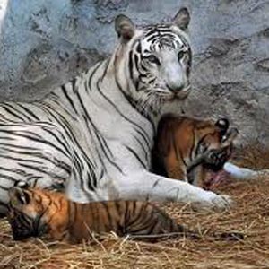 Gwalior Zoo