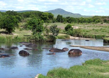 Hippo Pools in Masai Mara