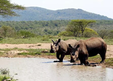 Hluhluwe Umfolozi Game Reserve in Kwazulu Natal