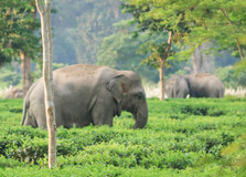 Hoollongapar Gibbon Sanctuary in Jorhat