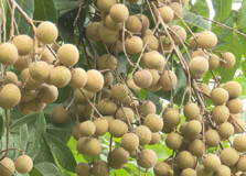 Hung Yen Longan Gardens in Hung Yen