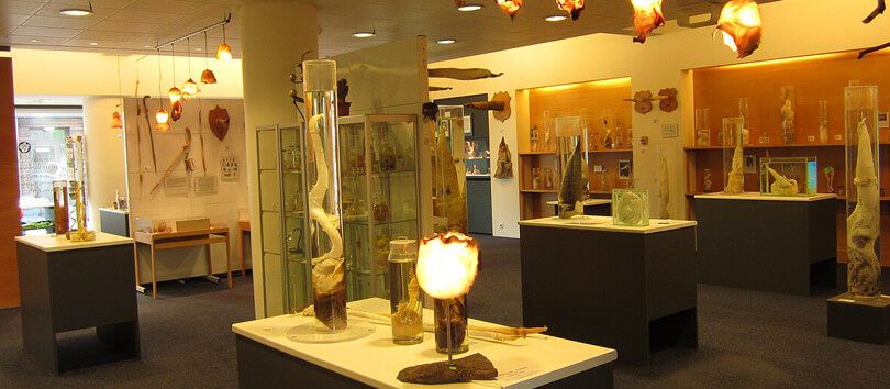 Icelandic Phallological Museum