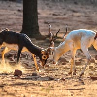 Indira Gandhi Zoological Park