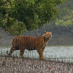 Intangki Wildlife Sanctuary in Kohima