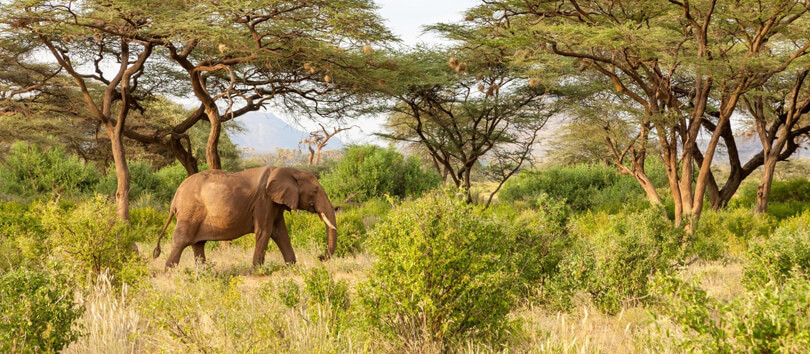 Inzovu Wildlife Sanctuary
