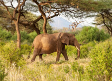Inzovu Wildlife Sanctuary in Bulawayo