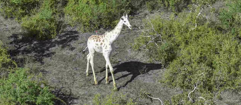Ishaqbini Hirola Conservancy