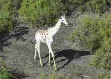 Ishaqbini Hirola Conservancy in Garissa