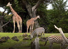 Islamabad Zoo in Islamabad