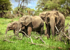 Itanagar Wildlife Sanctuary in Itanagar