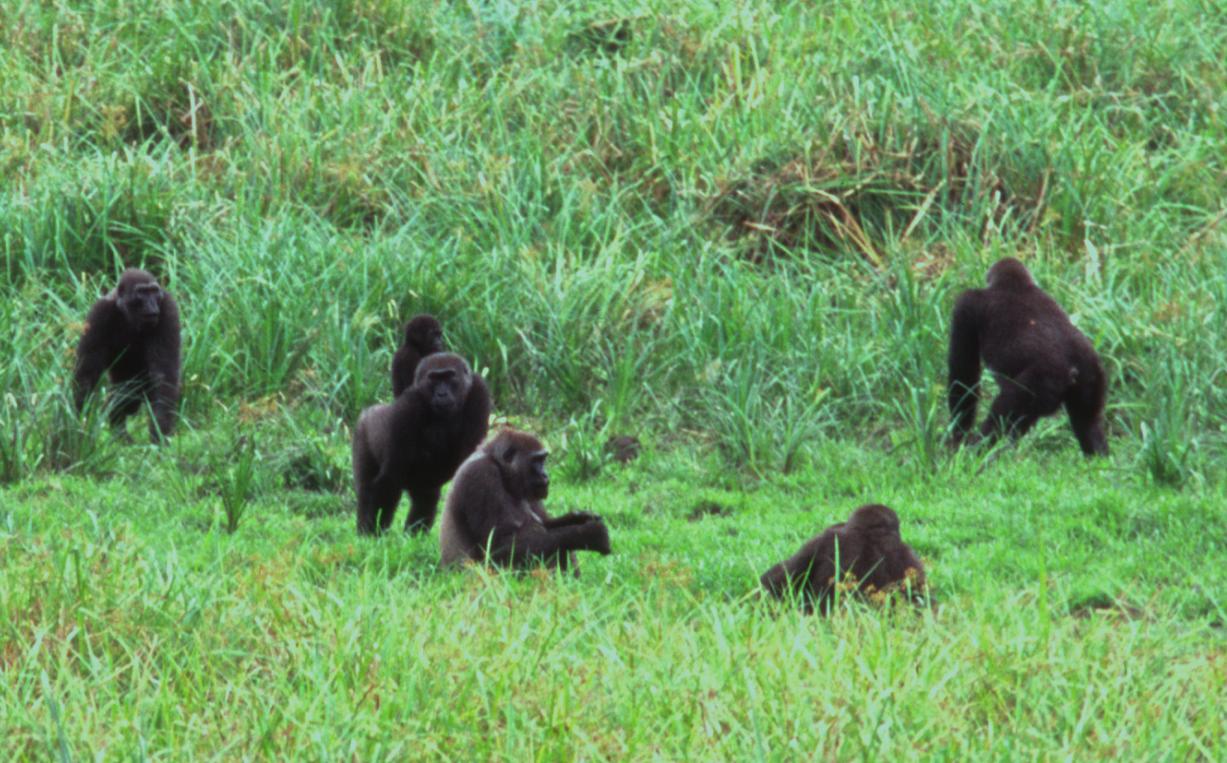 Ivindo National Park in Libreville