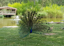 Izmir Wildlife Park in Izmir
