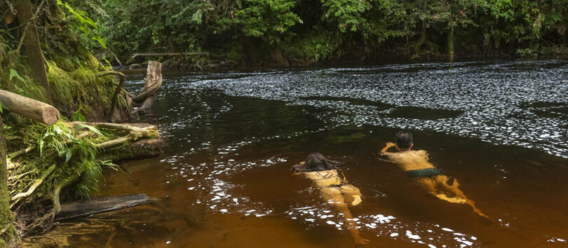Jaú National Park