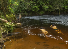 Jaú National Park in Amazonas