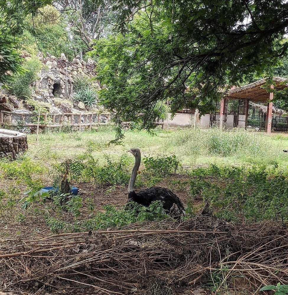 Jaipur Zoo in Jaipur
