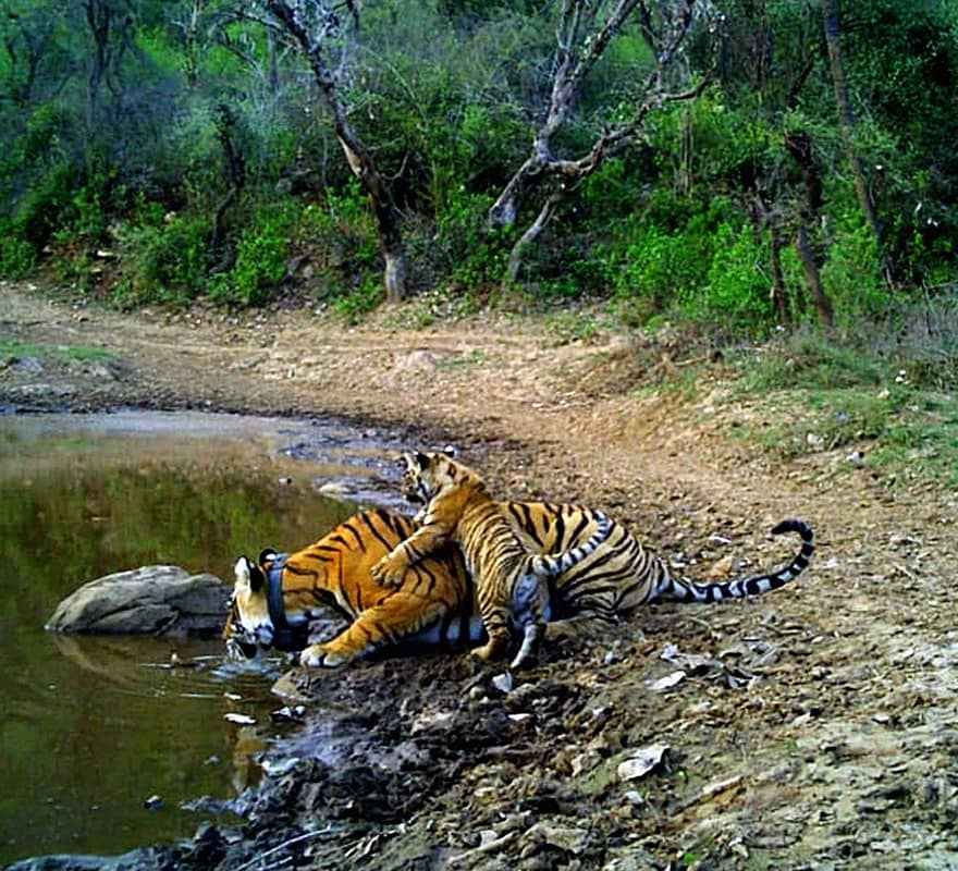 Jaisamand Wildlife Sanctuary in Udaipur