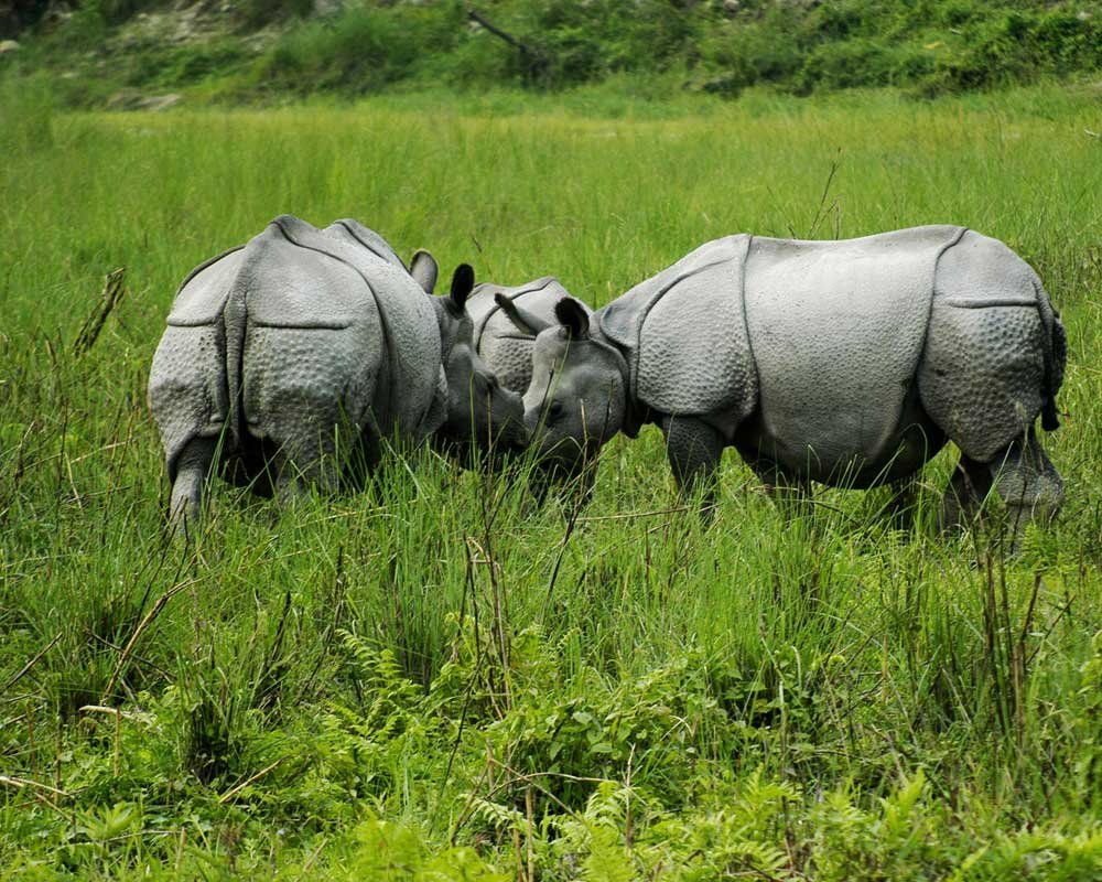 Jaldapara National Park in Jalpaiguri
