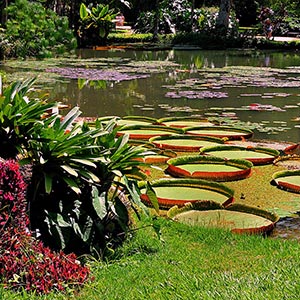 Jardim Botanico in Rio De Janeiro