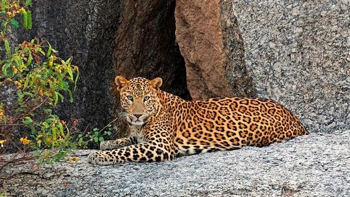 Jawai Bandh Wildlife Sanctuary in Pali