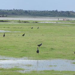 Jayakwadi Bird Sanctuary in Aurangabad