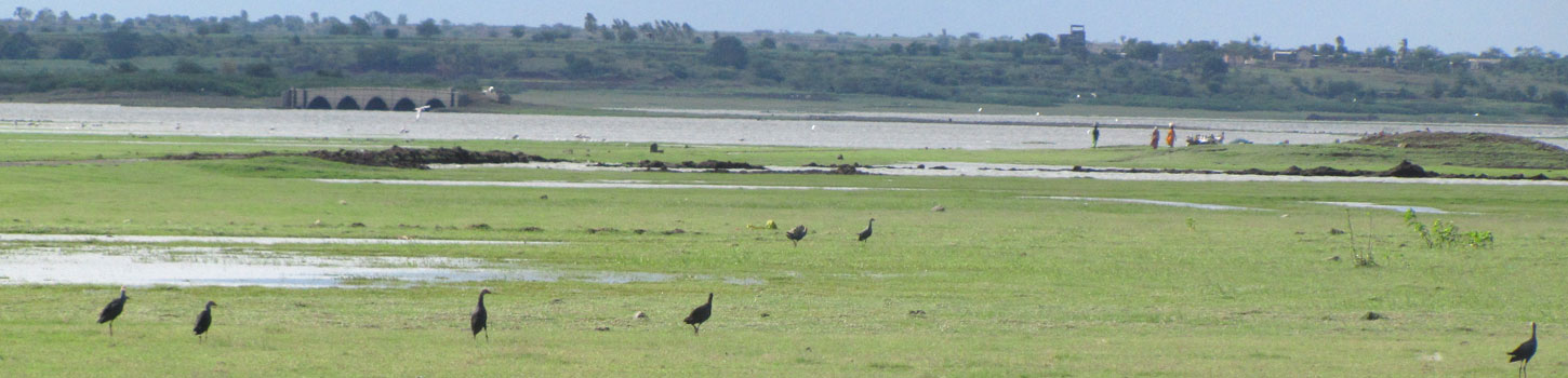 Jayakwadi Bird Sanctuary