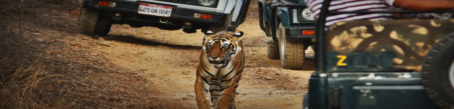 Jeep Safari in Ranthambore