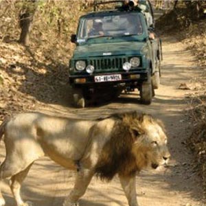 Jeep Safari in Junagadh