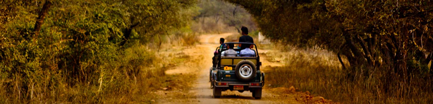 Jeep Safaris in Sariska Wildlife Sanctuary