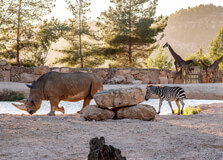 Jerusalem Biblical Zoo in Jerusalem