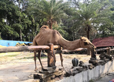 Johor Zoo in Johor Bahru