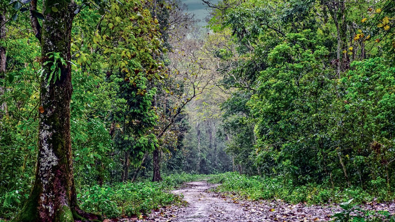 Jokai Botanical Garden in Dibrugarh
