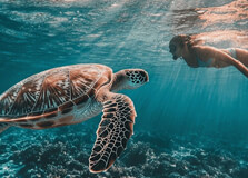 Jozani Sea Turtle Sanctuary