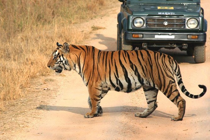 Jungle Safari in Panna National Park in Khajuraho